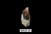 藏品(紫孔雀殼菜蛤)的圖片